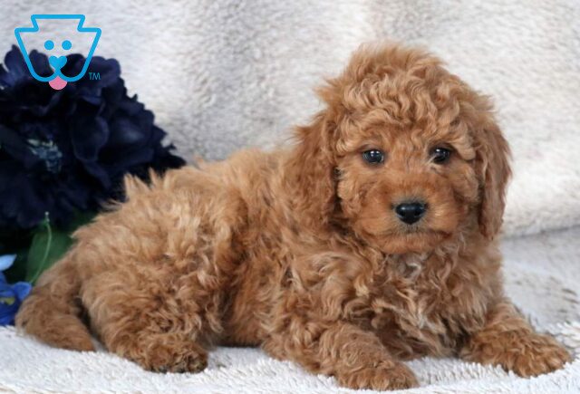 Washington Mini Bernedoodle2 image