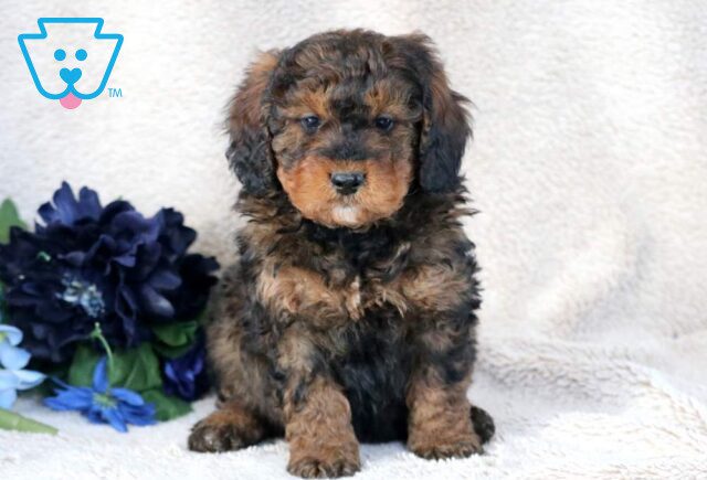 Wiggy Mini Bernedoodle image