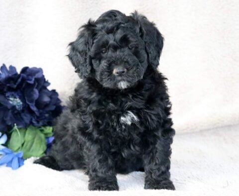 Wilber Mini Bernedoodle
