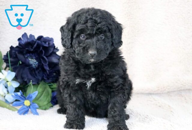 Willy Mini Bernedoodle image