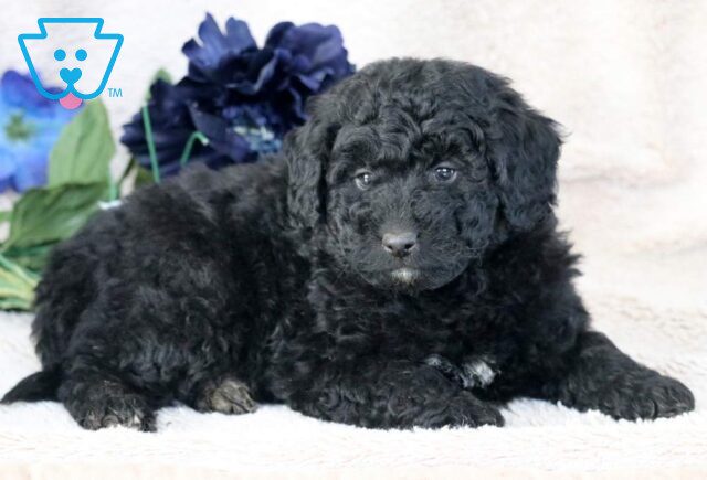 Willy Mini Bernedoodle2 image