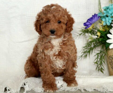 Willy Mini Poodle