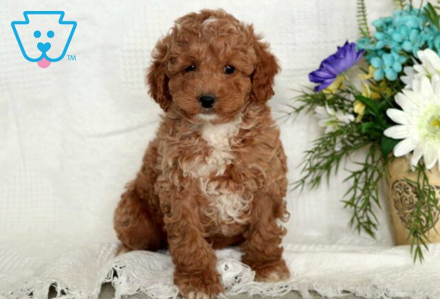 Willy Mini Poodle image