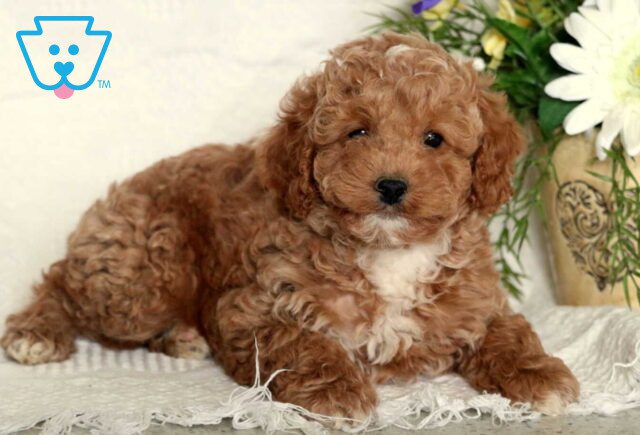Willy Mini Poodle2 image