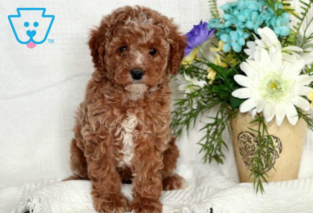 Winter Mini Poodle image