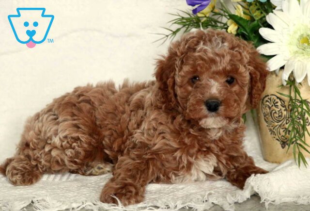 Winter Mini Poodle2 image
