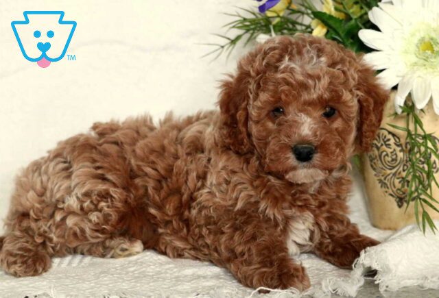 Winter Mini Poodle3 image