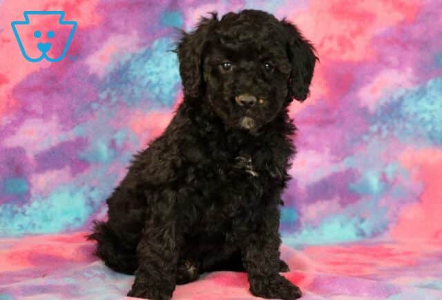 Wish Mini Bernedoodle image