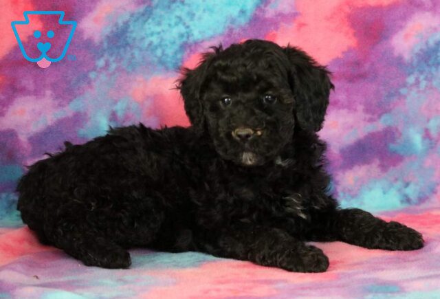 Wish Mini Bernedoodle2 image
