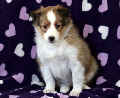 Zoro Sheltie2