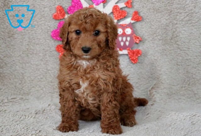 olive cavapoo image
