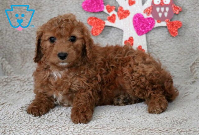 olive cavapoo2 image