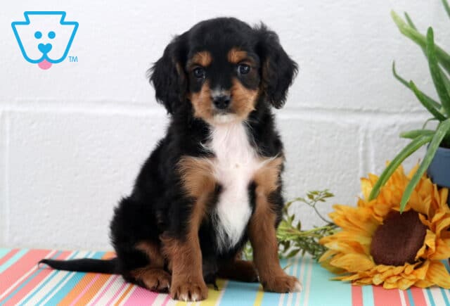 Aiden Cavapoo image