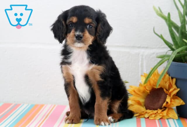 Aiden Cavapoo2 image