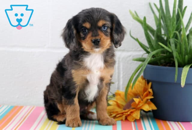 Alby Cavapoo image
