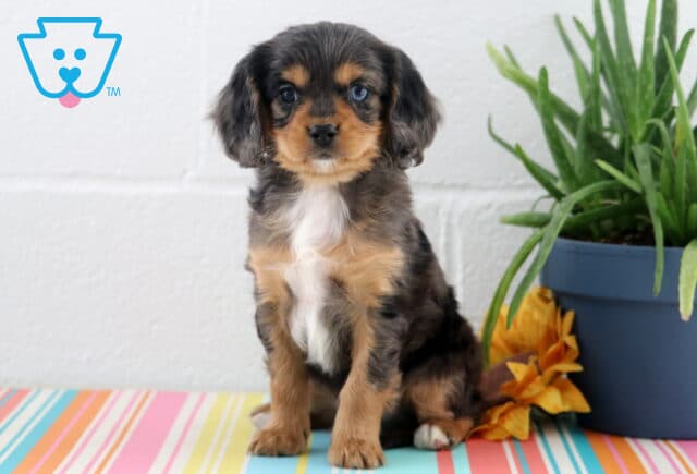Alby Cavapoo2 image
