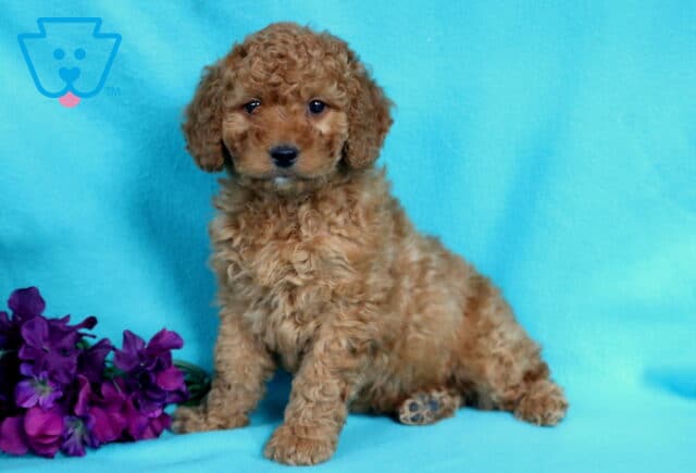 Andy Mini Goldendoodle image