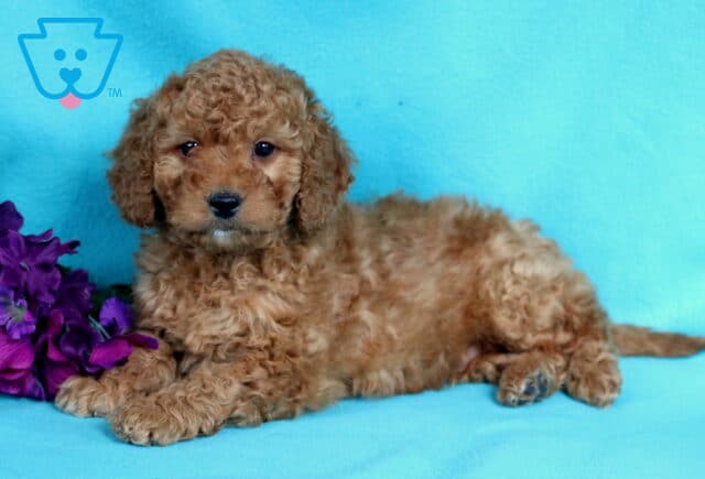 Andy Mini Goldendoodle2 image