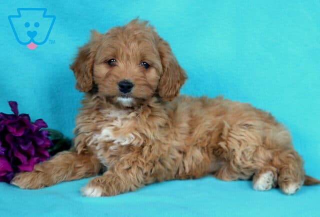 Annabell Mini Goldendoodle2 image
