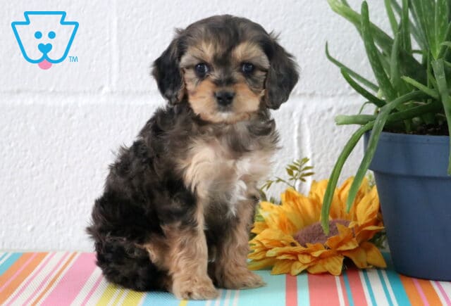Aries Cavapoo image