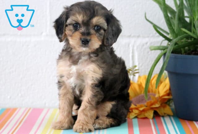 Aries Cavapoo2 image