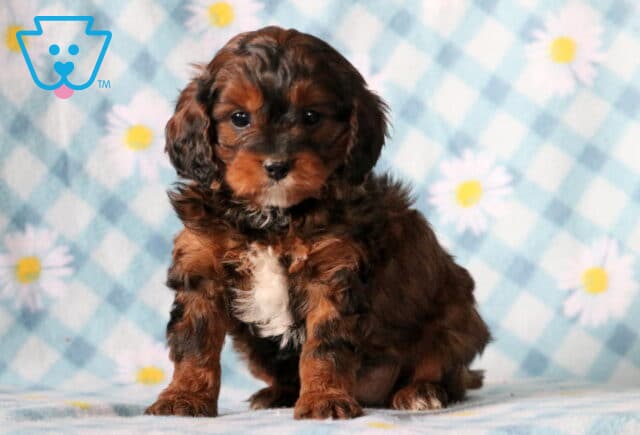 Avi Cavapoo image