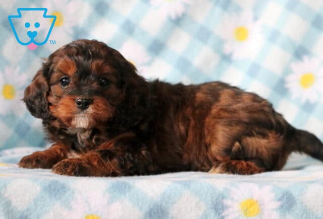 Avi Cavapoo2 image