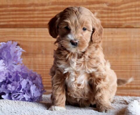 Baby Cockapoo