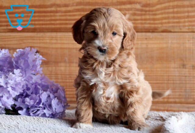 Baby Cockapoo image