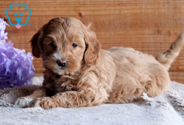 Baby Cockapoo2 image
