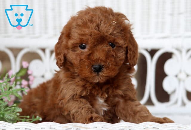 Babycakes Cavapoo image