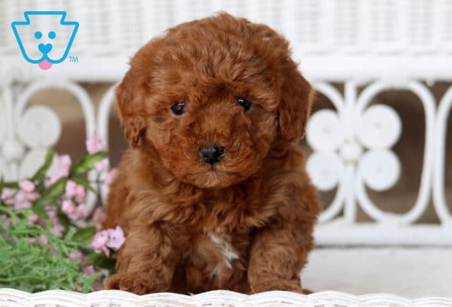 Babycakes Cavapoo2 image