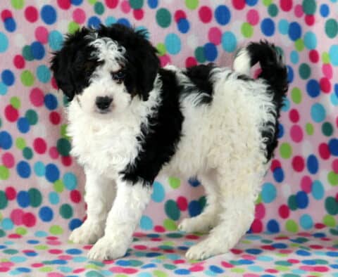 Babycakes Mini Bernedoodle