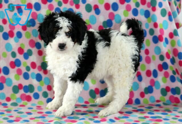 Babycakes Mini Bernedoodle image