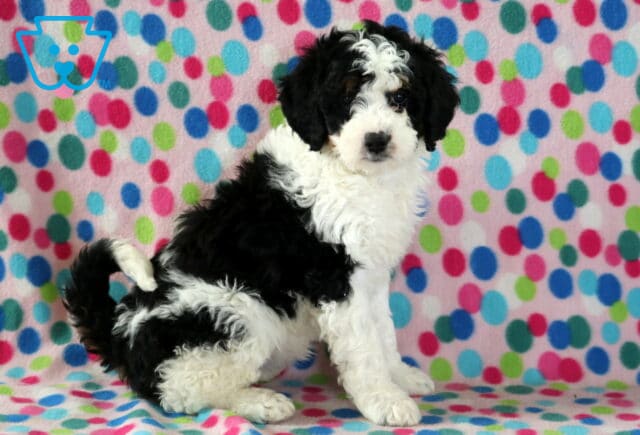 Babycakes Mini Bernedoodle2 image