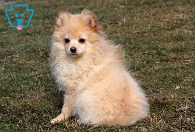 Bean Pom retake2 image