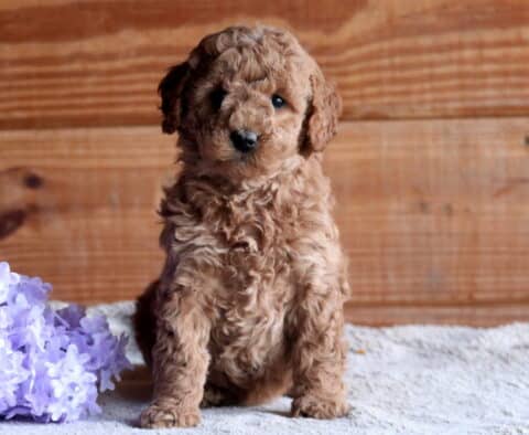 Beany Cockapoo