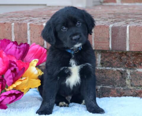 Bear Border Collie Mix