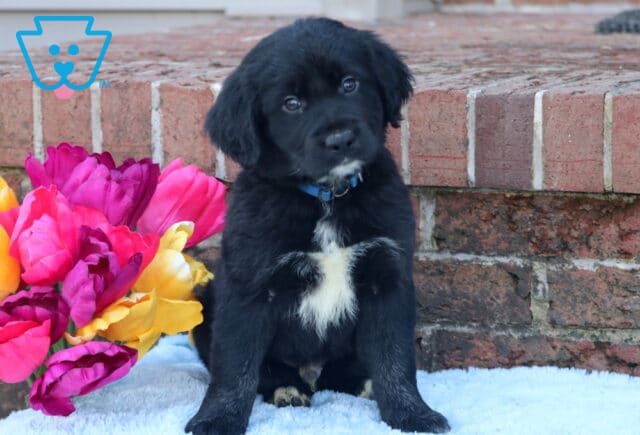 Bear Border Collie Mix image