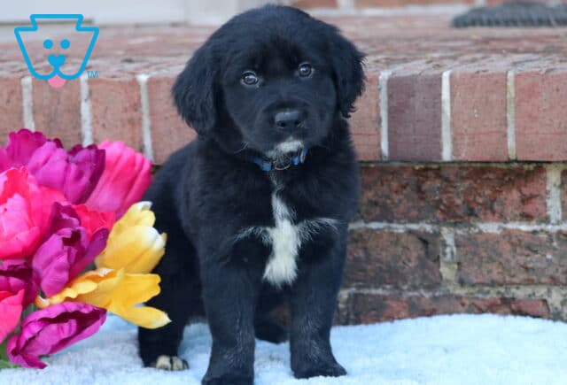 Bear Border Collie Mix2 image