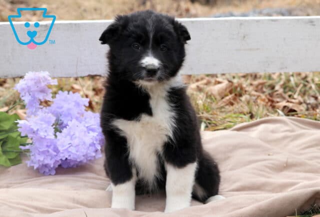 Bee Border Collie Mix image