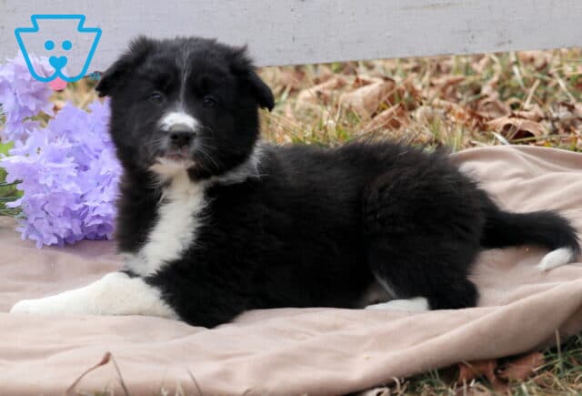Bee Border Collie Mix2 image