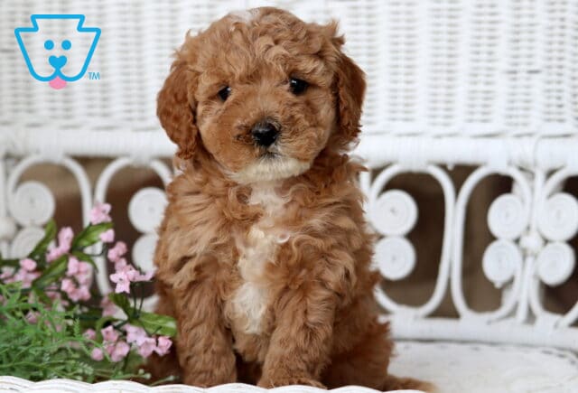 Bell Cavapoo image