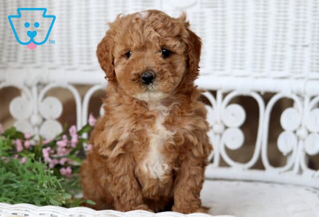 Bell Cavapoo2 image