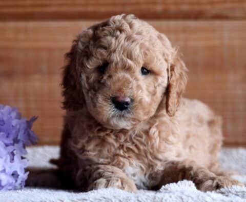 Bella Cockapoo