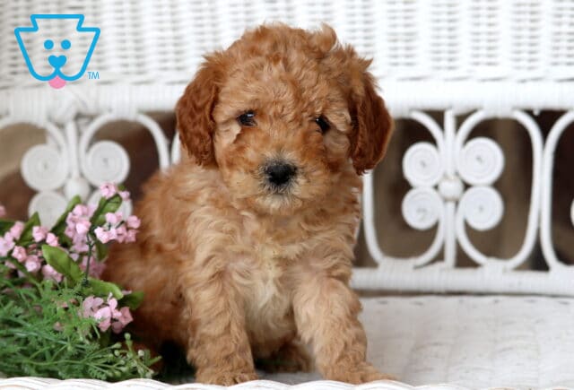 Benny Cavapoo image