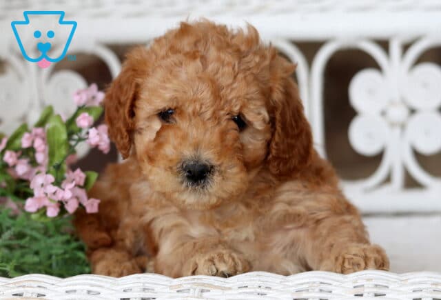 Benny Cavapoo2 image