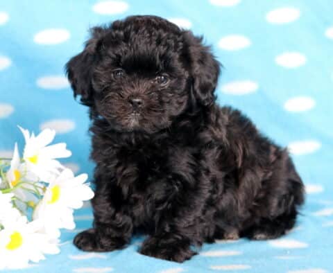Billy Shihpoo