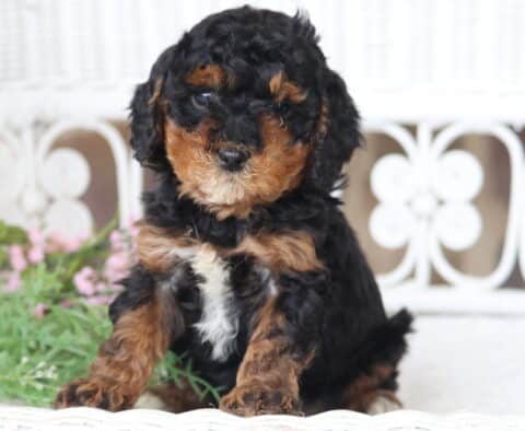 Biscuit Cavapoo