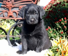 Black Lab